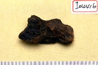 藏品(頭骨碎片)的圖片